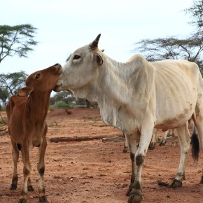 Using radio to builds herders’ trust in livestock insurance in Isiolo County